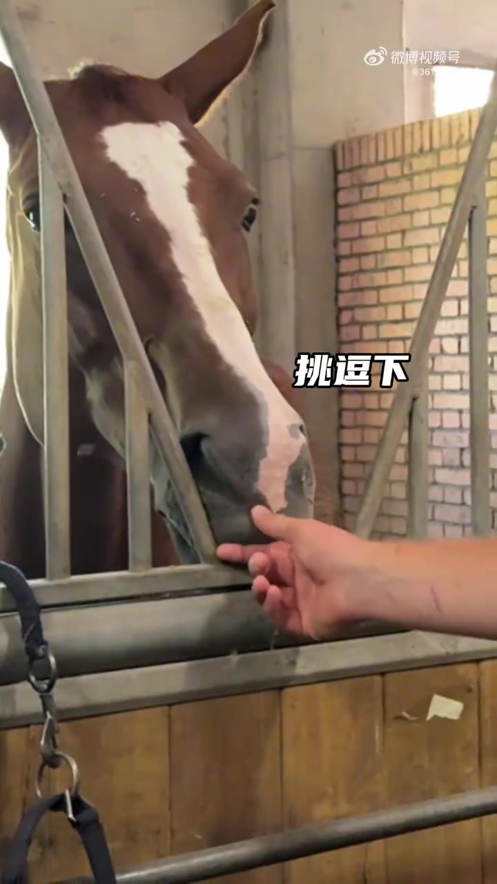 約老師看到馬就滿眼寵溺 與濮老師和于老師暢聊對馬對生活的熱愛